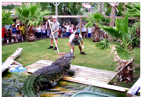 alligator adventure at barefoot landing
