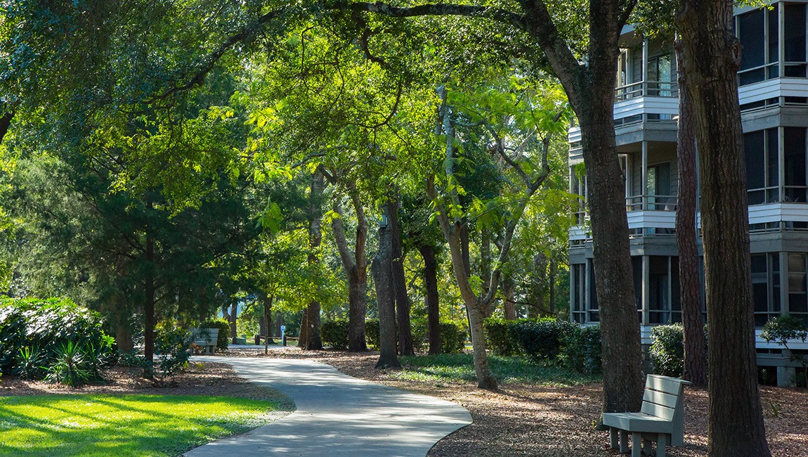 Trees and path by Lodge