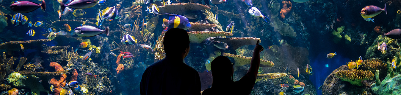 Things to Do in Myrtle Beach Near Ocean Creek Resort