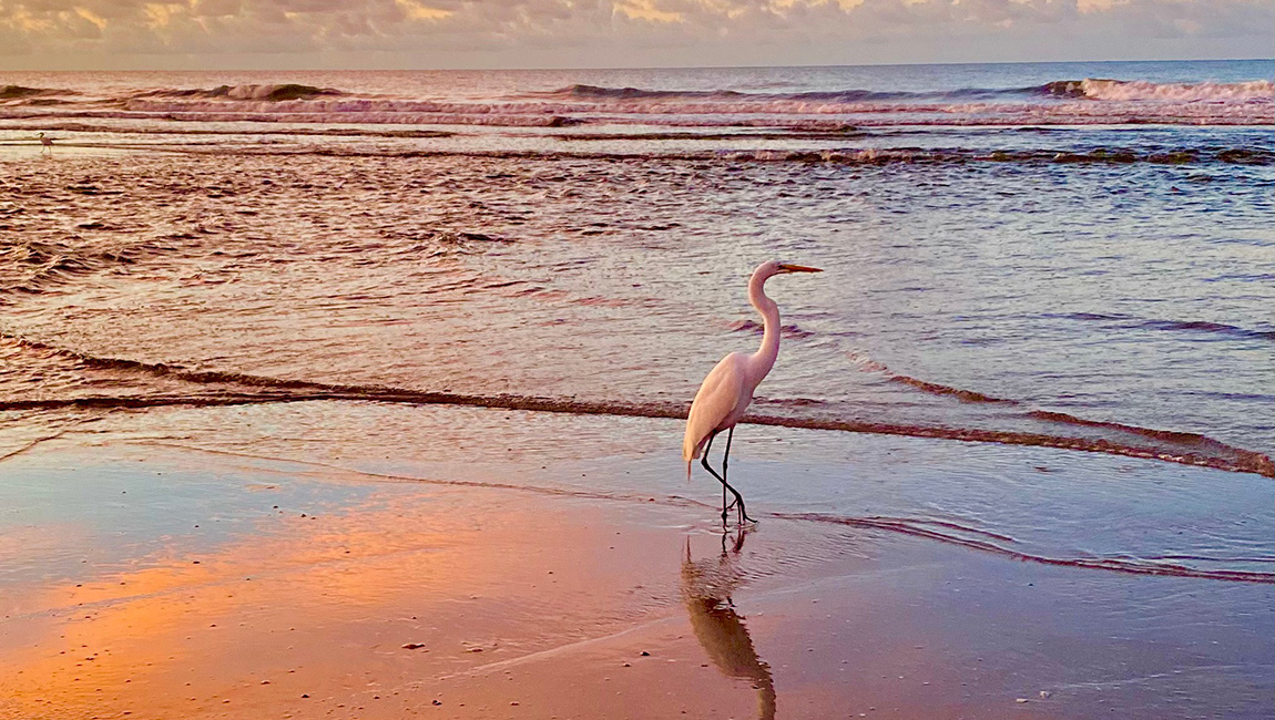 Sunset at Ocean Creek bird